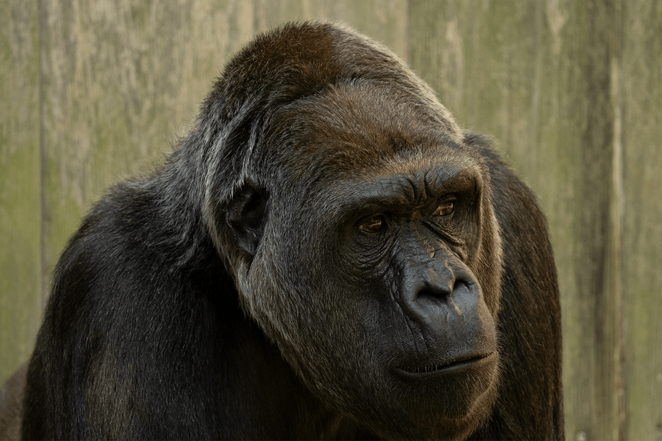 Wildlife