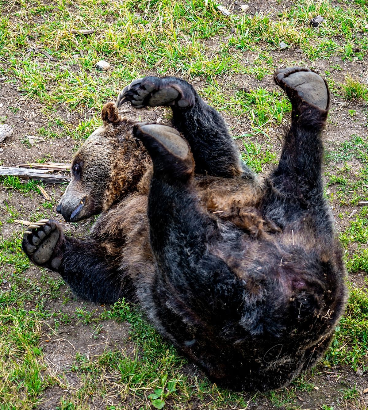 Grizzly Bear, near Vancouver, Canada