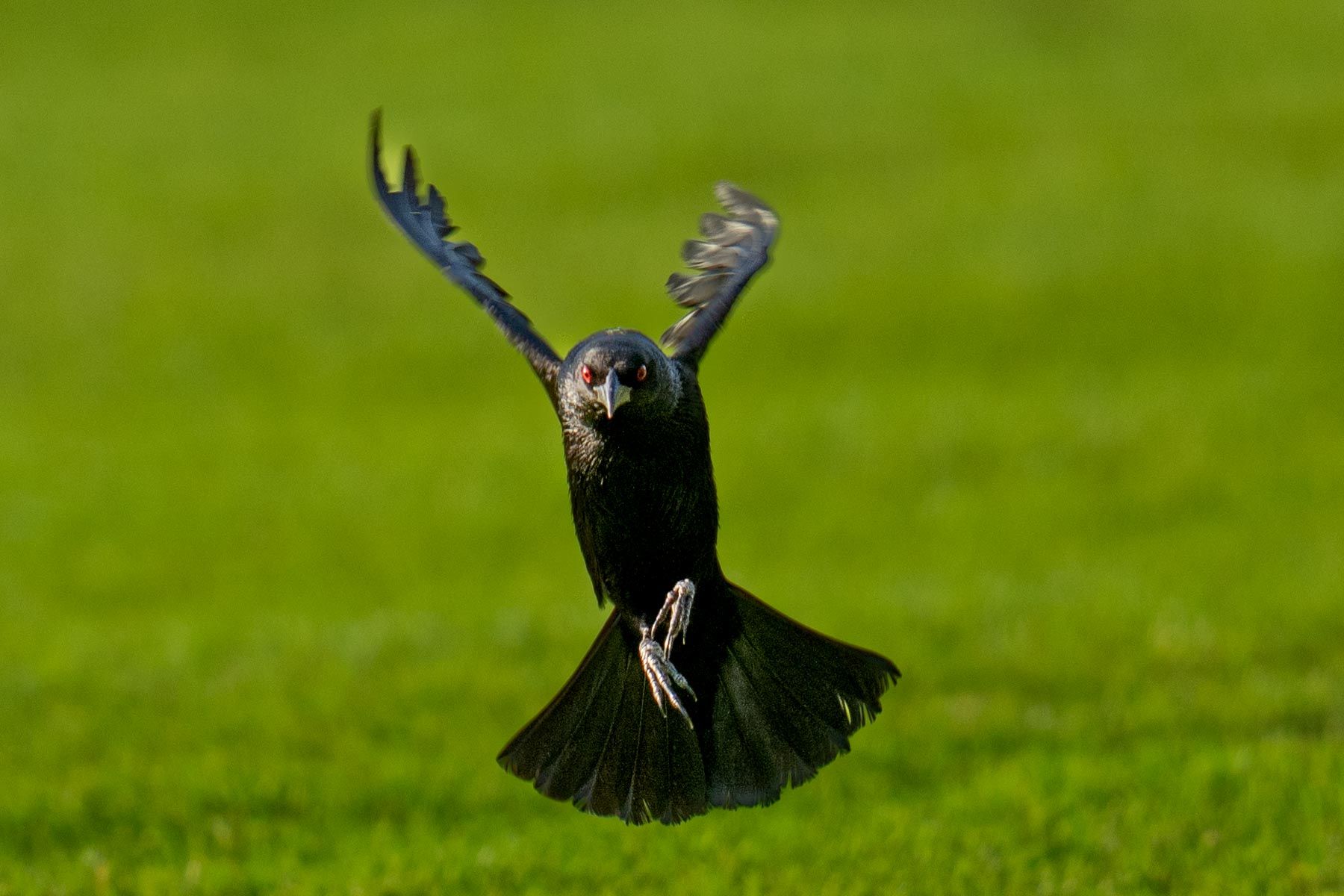 Wildlife