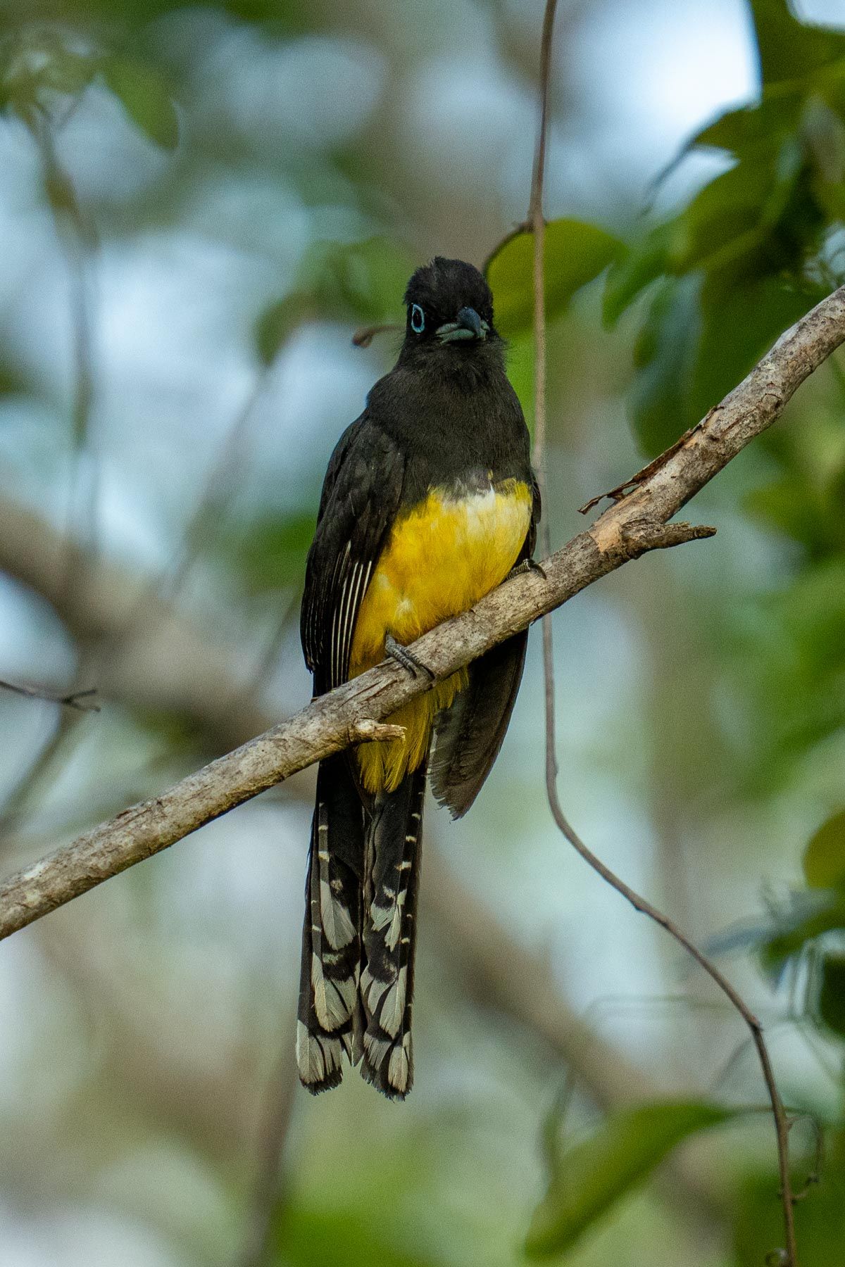 Black-headed Trogon, Mexico