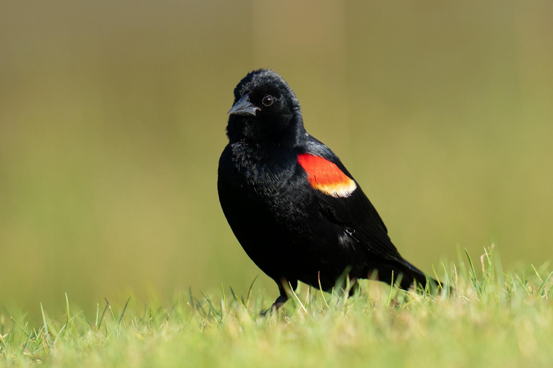 Red-winged Blackbird, Mexico