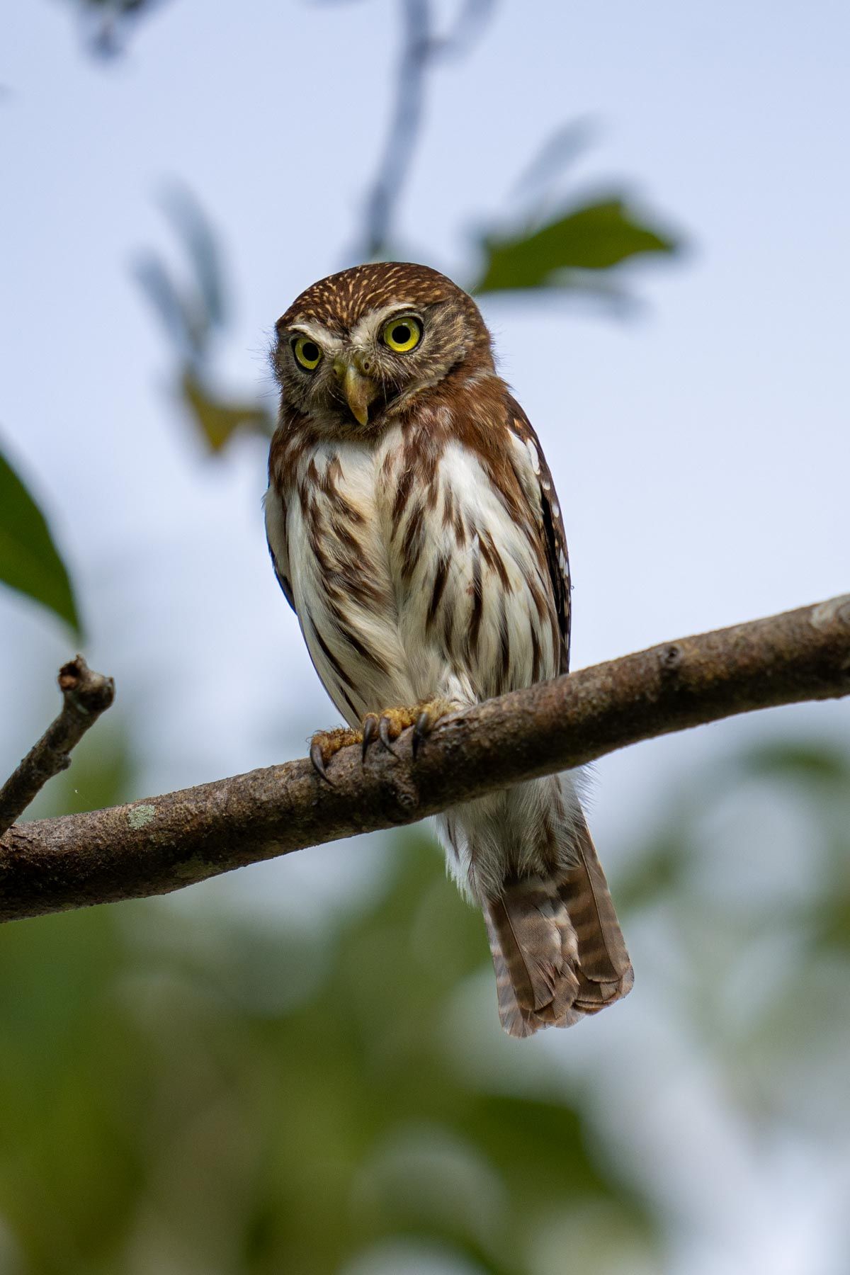 Pygmy Owl, Mexico