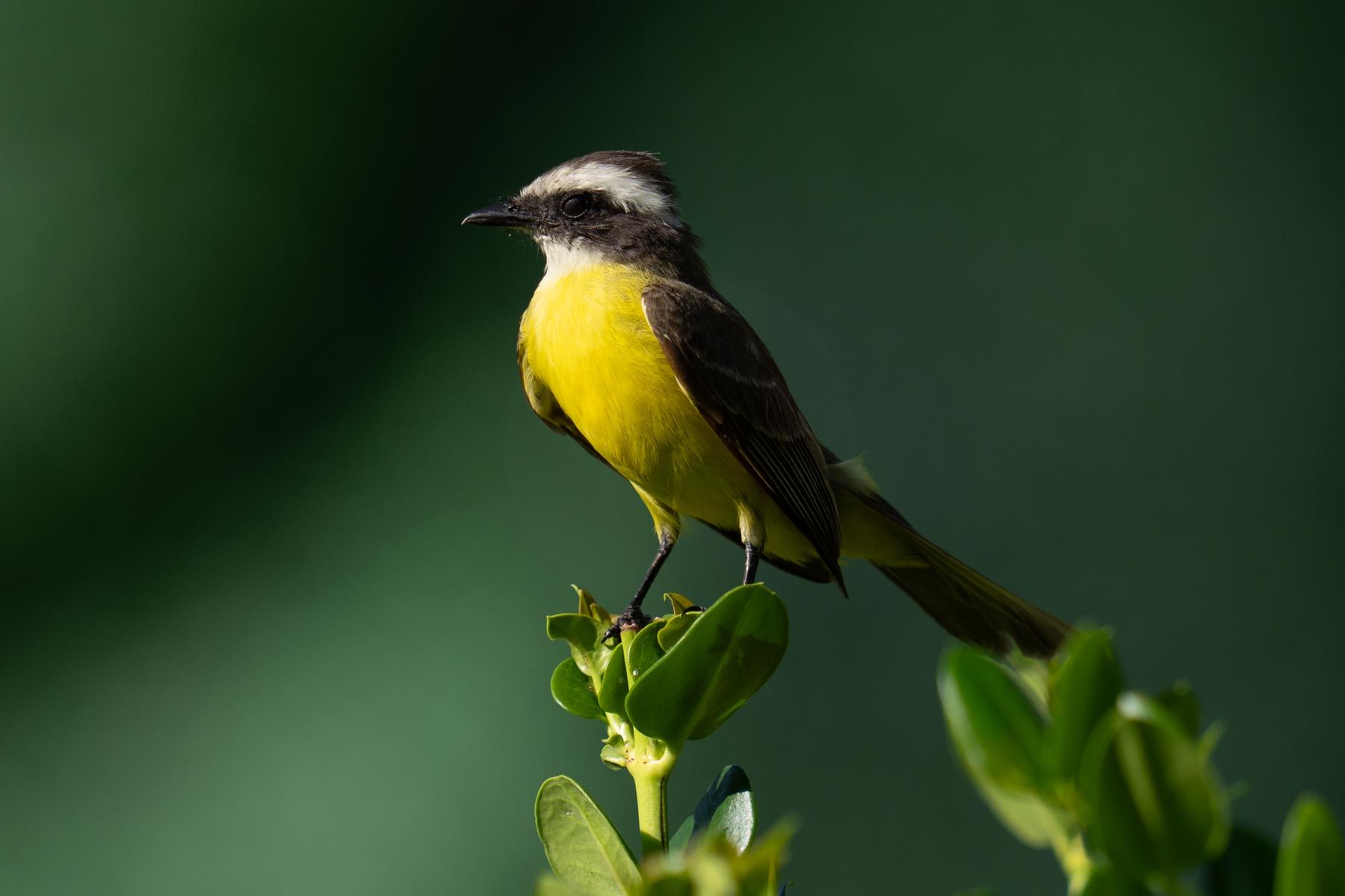 Wildlife