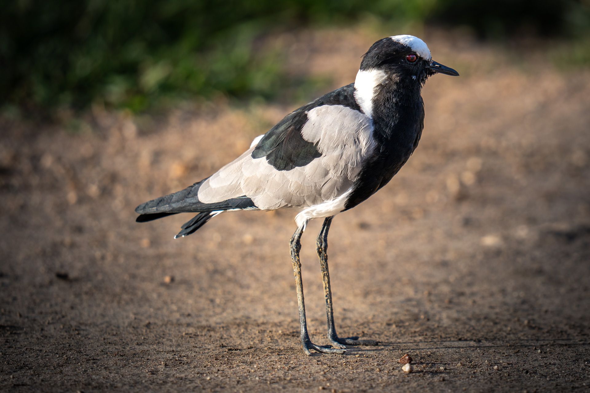 Blacksmith Lapwing, Tanzania