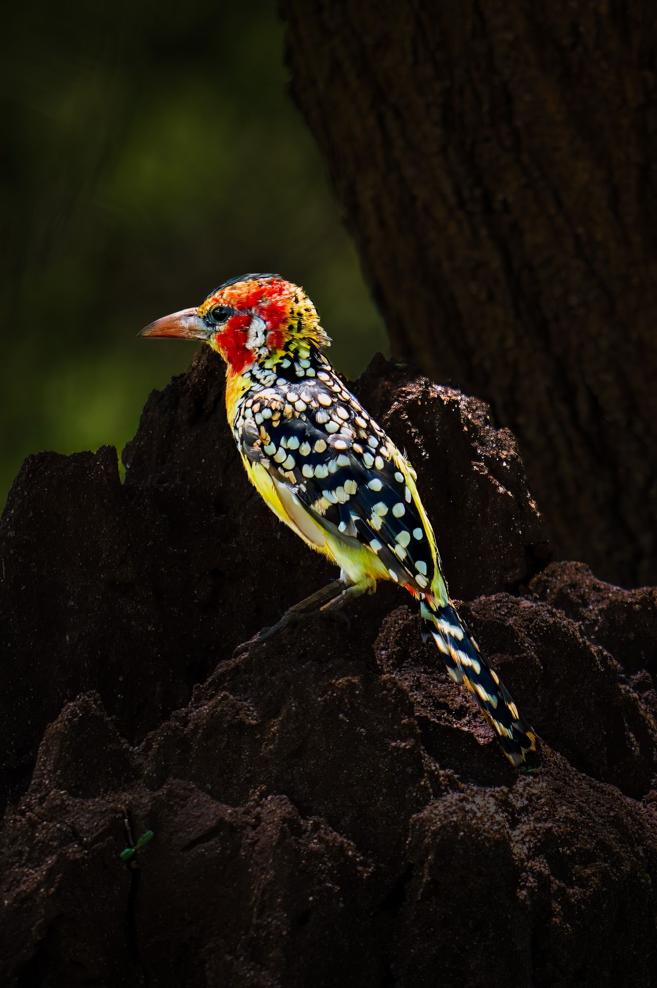 Crested Barbet, Africa
