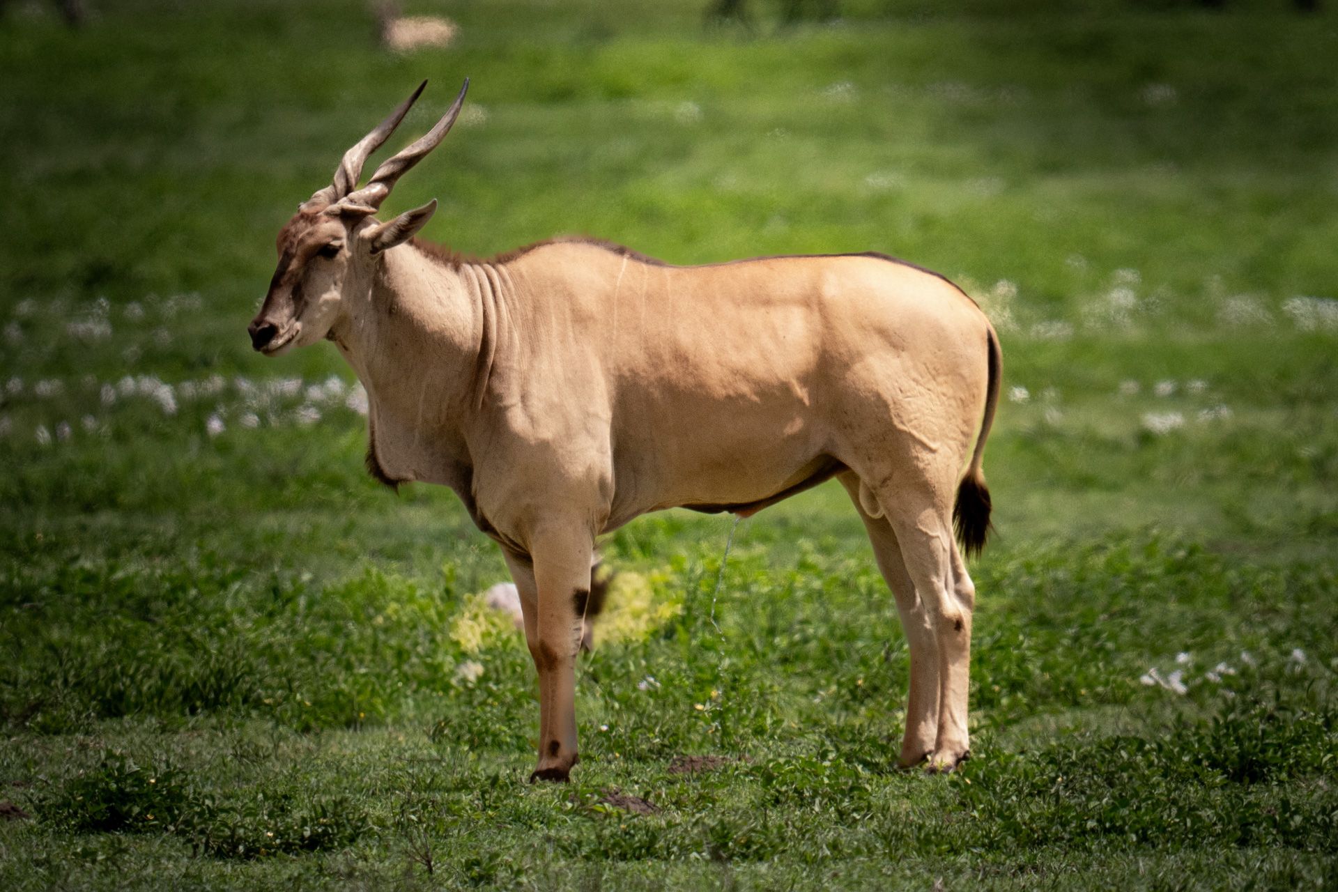 Eland, Ngorongoro Crater, Tanzania