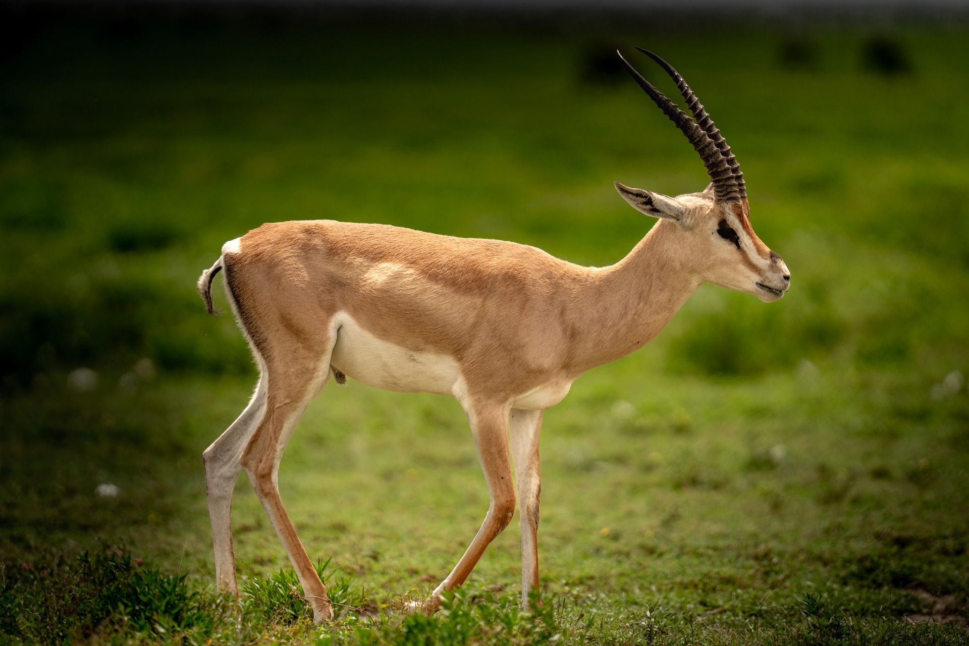 Grant's Gazelle, Serengeti
