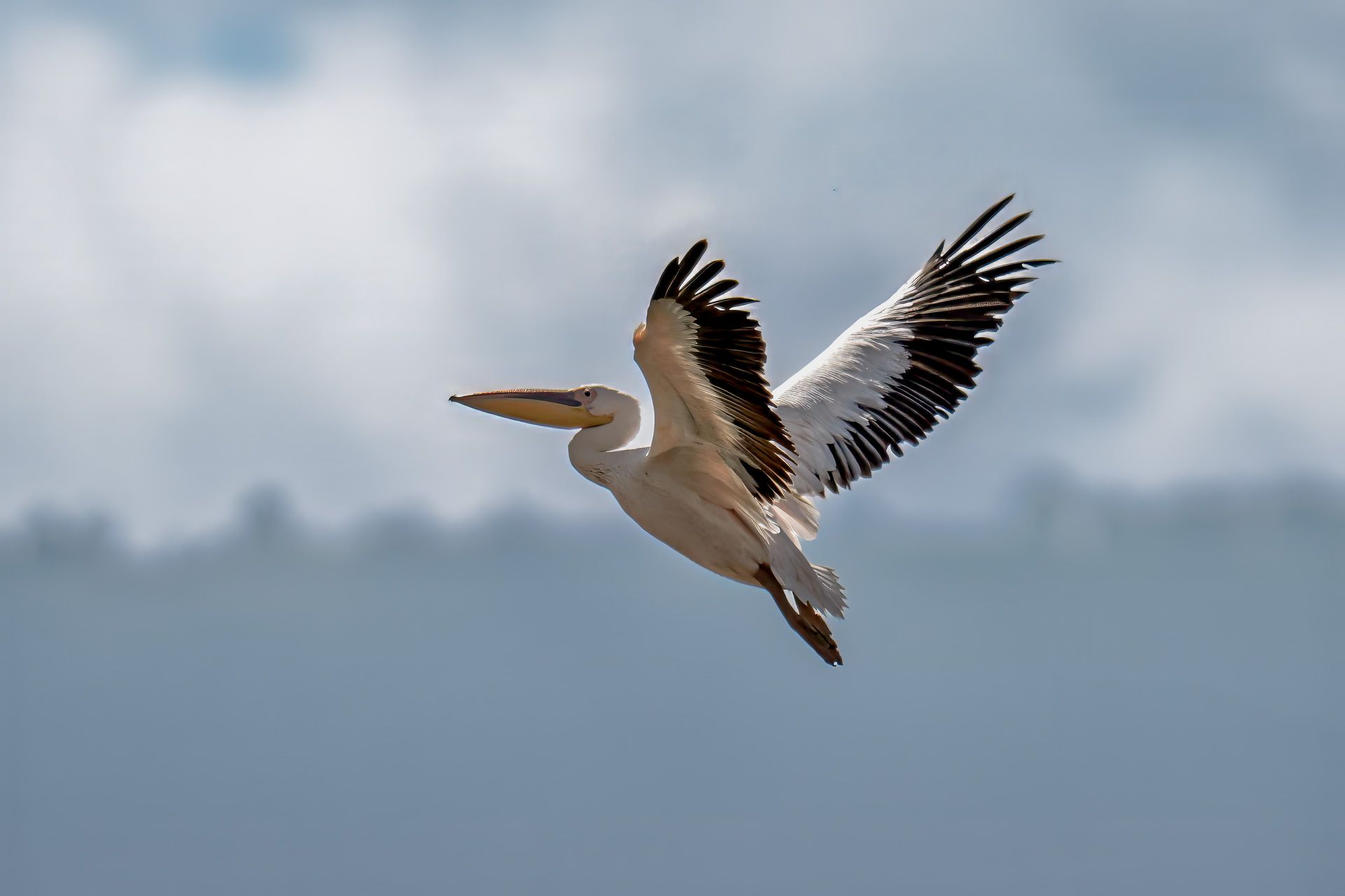 Great White Pelican, Ngorongoro Crater