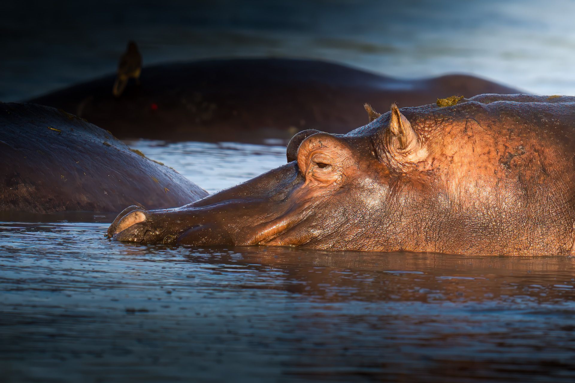 Hippos, Serengeti, Tanzania