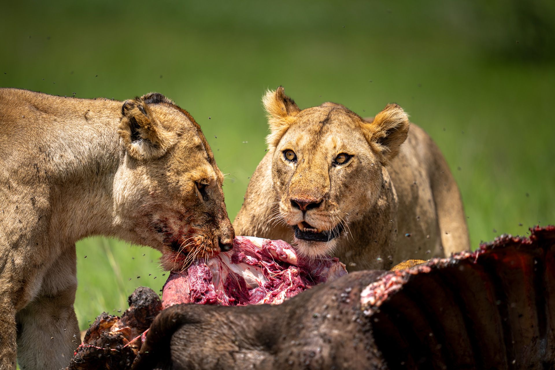 Lion pride, Serengeti, Tanzania