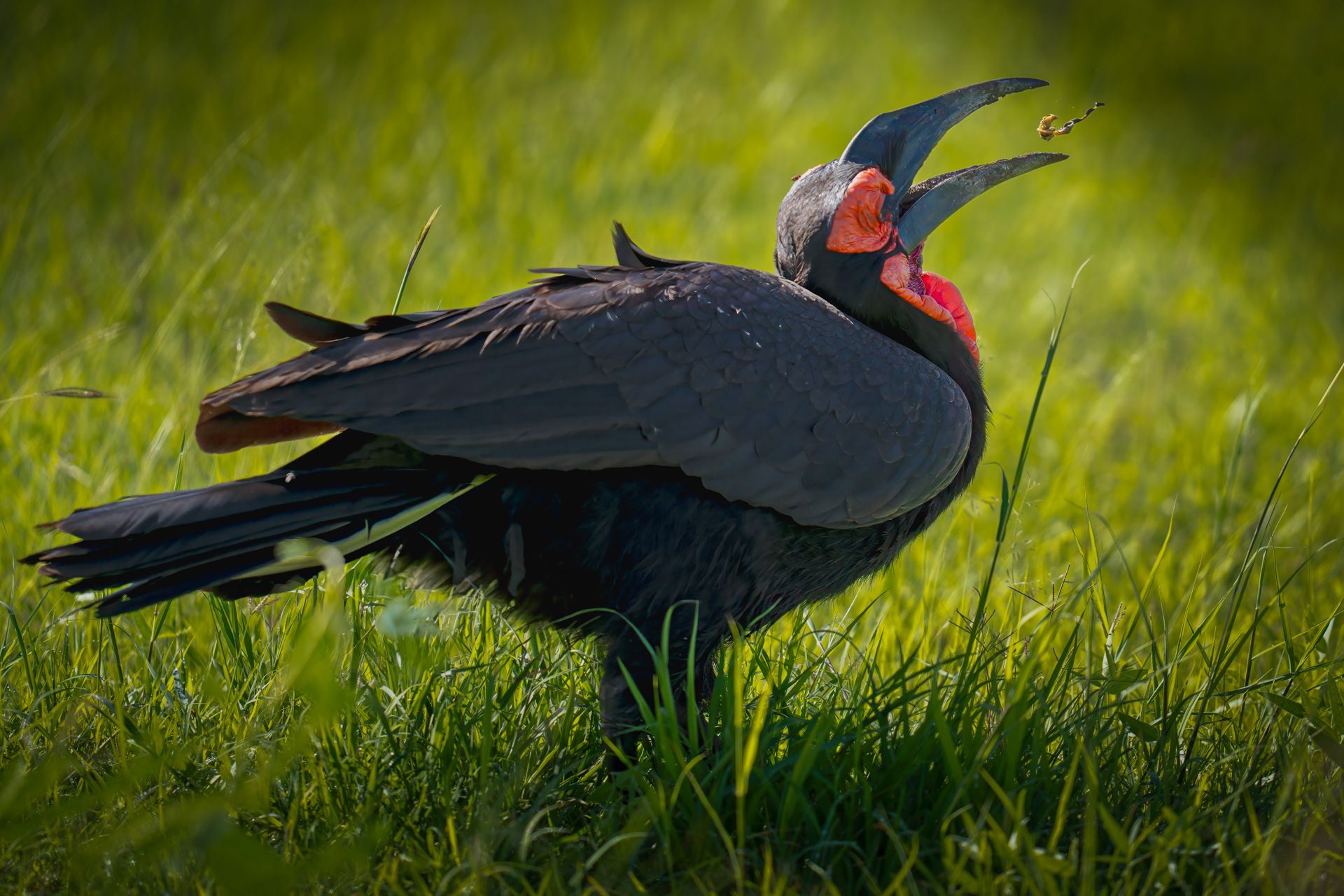 Southern Ground Hornbill, Tanzania