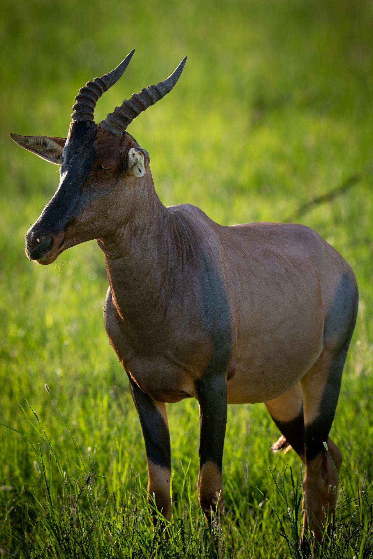 Topi, Serengeti