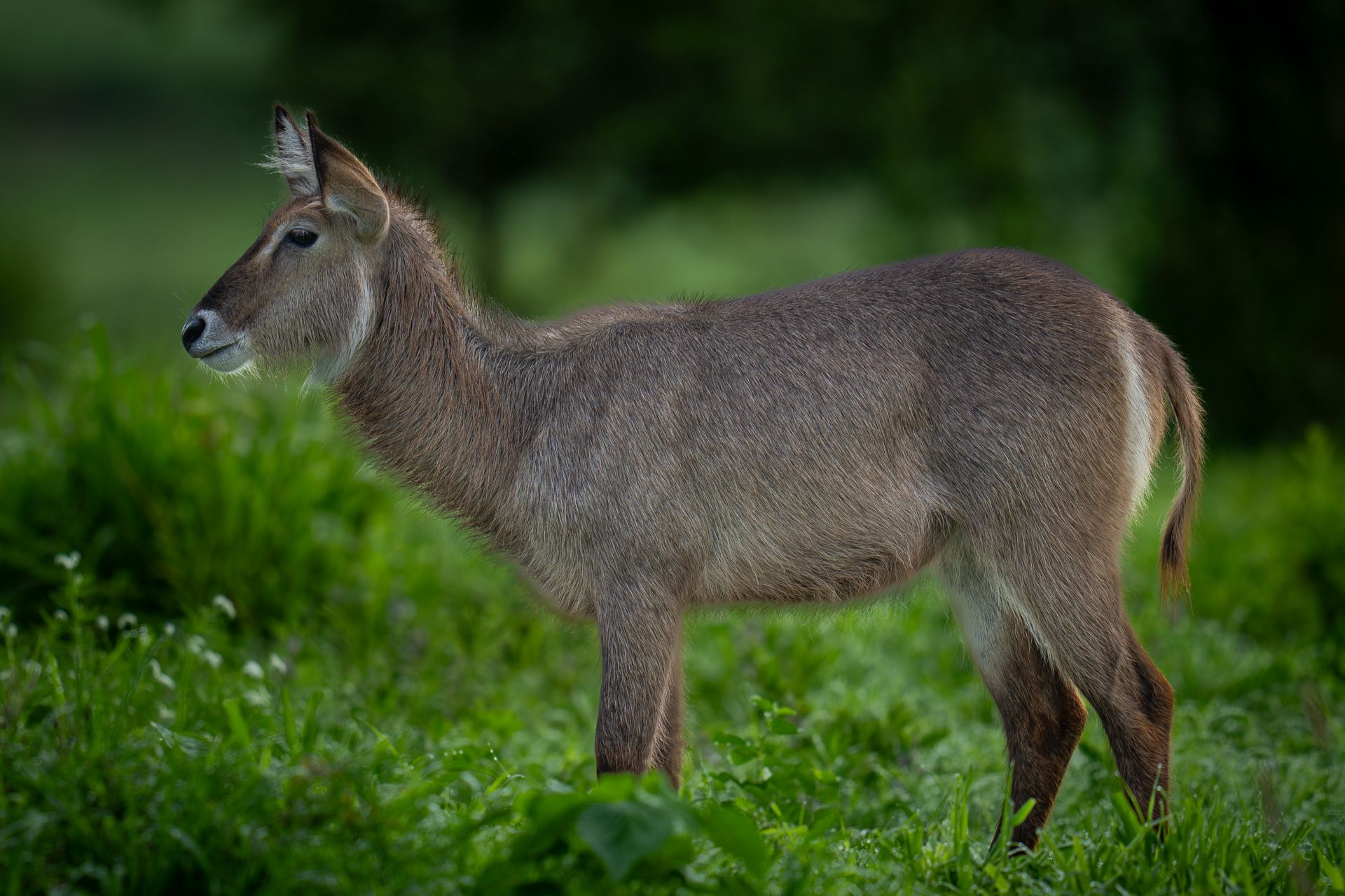Waterbuck, Serengeti