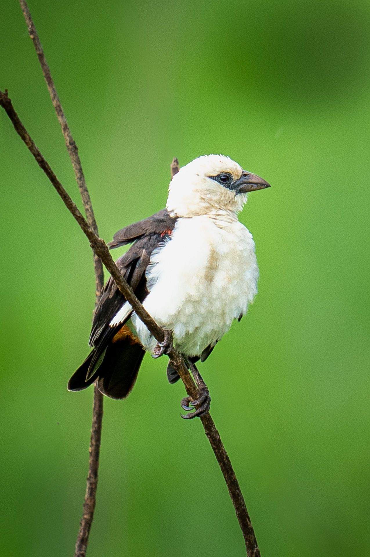 White-headed Buffalo Weaver, Africa