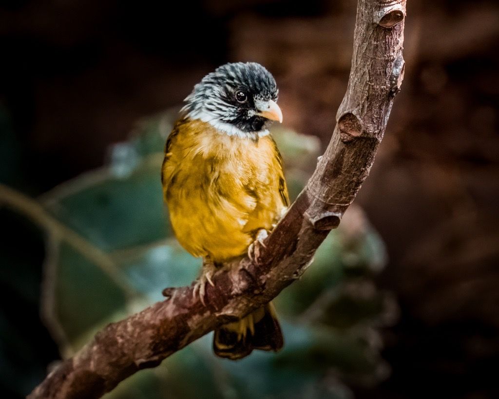 Collared Finchbill, Mexico