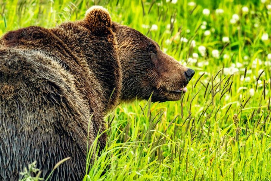 Alaskan brown bear on a trail in Denali National Park
