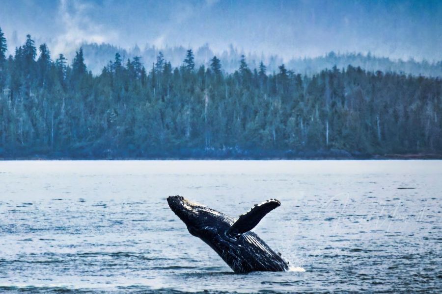 Humpback whale breaching off Juneau, Alaska