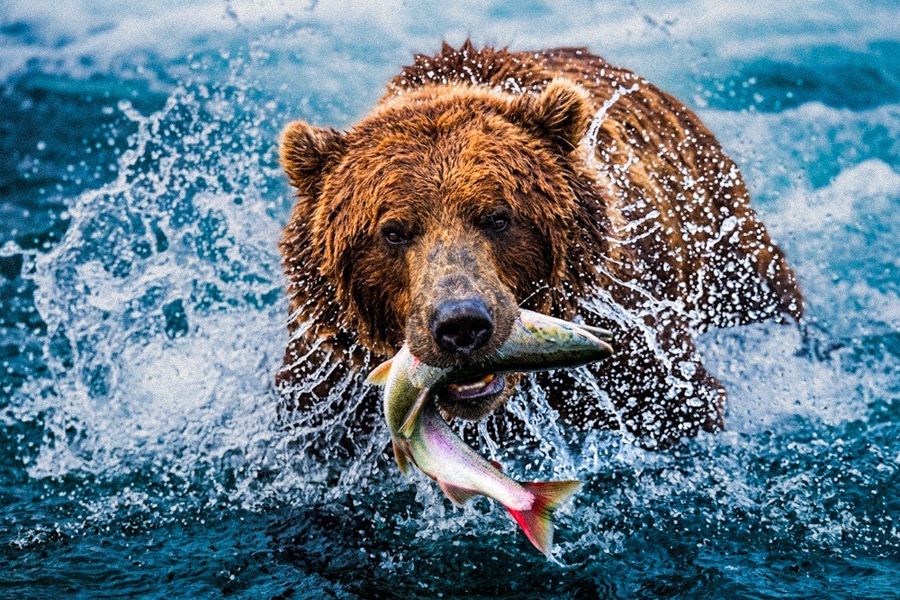 Alaskan brown bear fishing for salmon in Katmai National Park