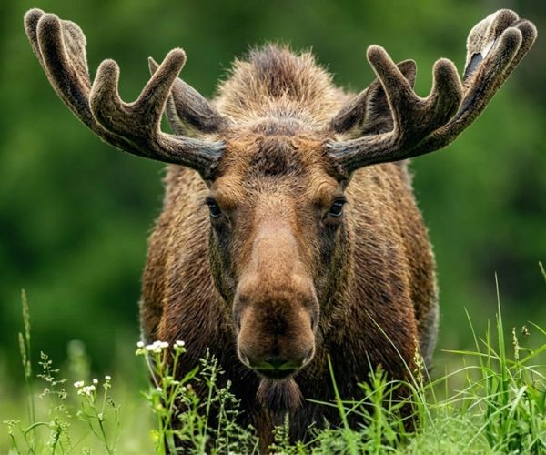 Moose, Fairbanks, Alaska