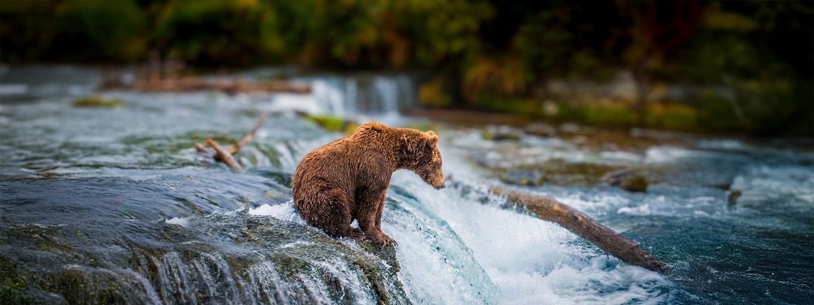 Alaskan brown bear waiting at Brooks Falls, Katmai National Park