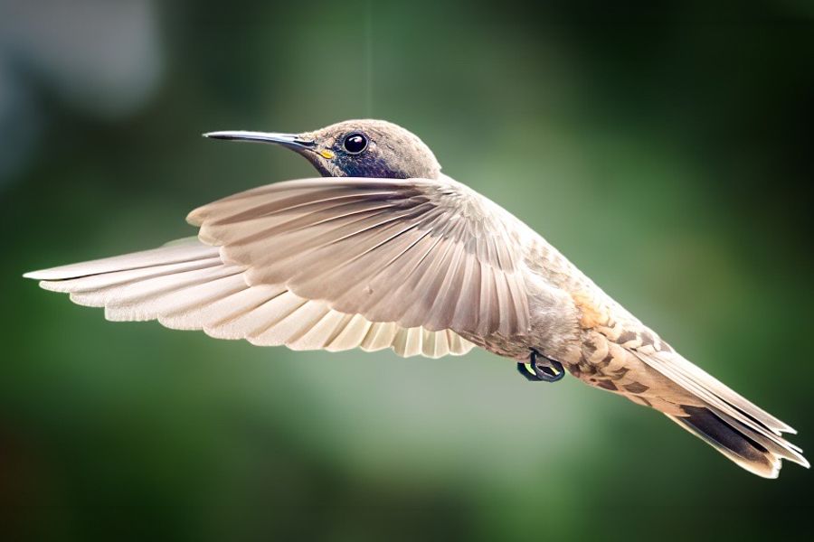 Brown Violetear, Ecuador