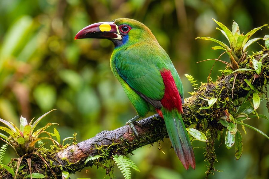 Crimson-Rumped Toucanet, Ecuador
