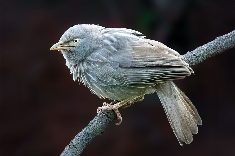Jungle Babbler — the Seven Sisters — India