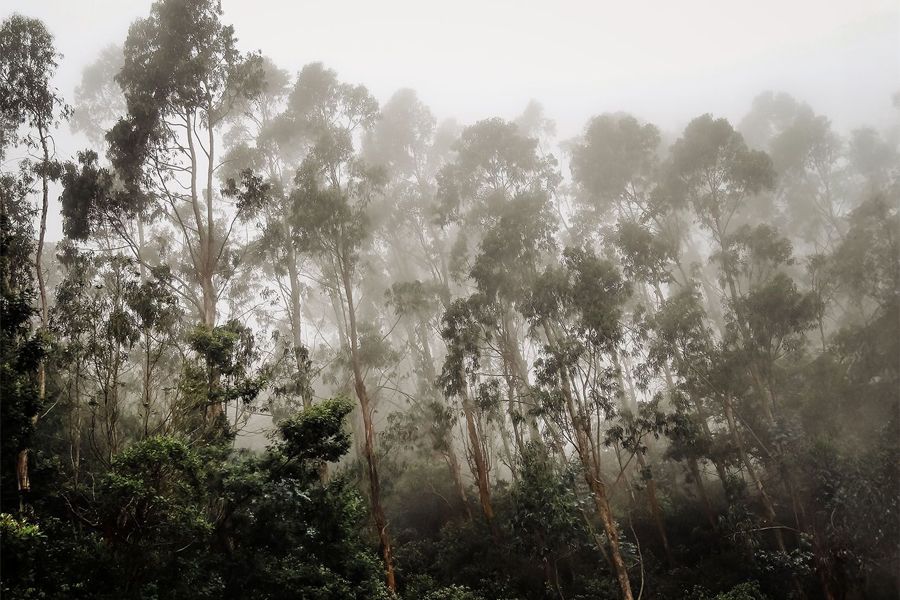 Nilgiri eucalyptus trees near Ooty, Tamil Nadu, India