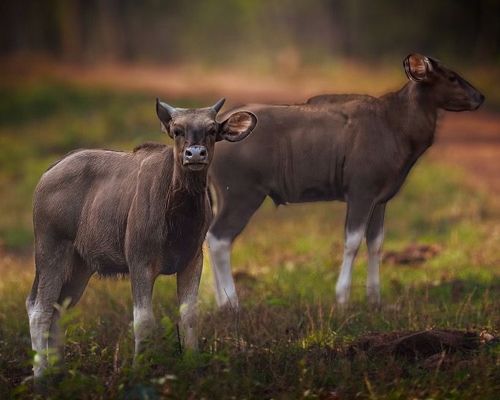 Indian Gaur, Tadoba, India