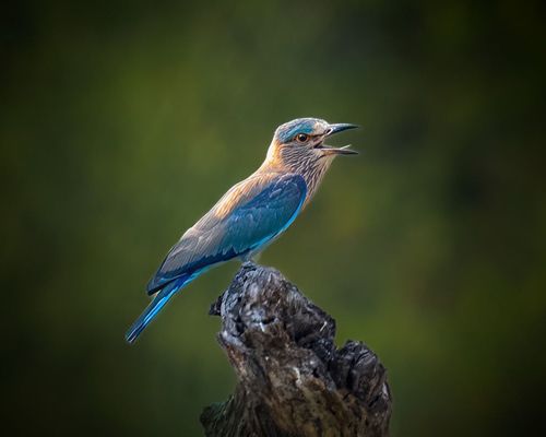 Indian Roller bird, India