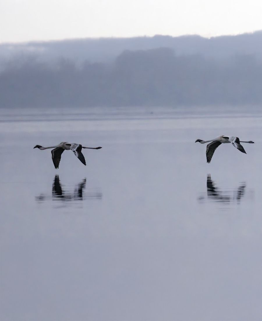 Flamingos in Thane Creek, near Mumbai, India