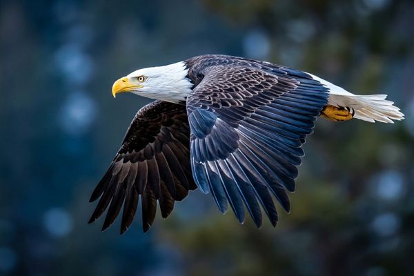 Bald eagle over Madison River, Yellowstone National Park