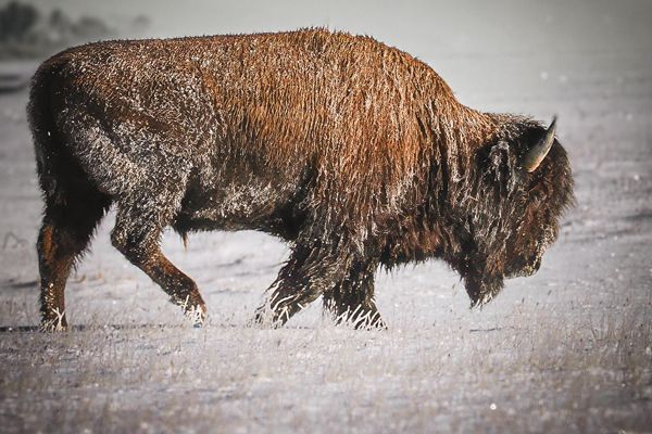 Male bison walking in the snow, Yellowstone National Park
