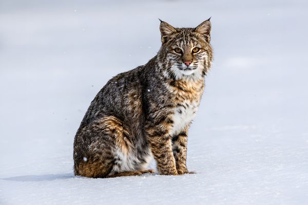 Bobcat, Montana