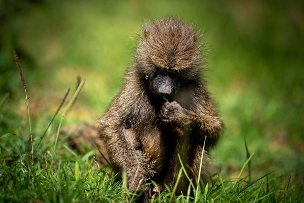 Adolescent baboon, Tanzania