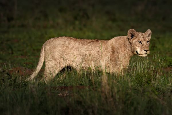 Lion observing prey, Serengeti, Tanzania