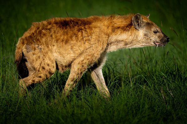 Spotted hyena, Tanzania