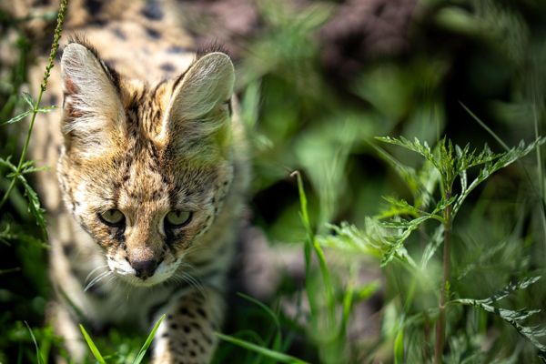 Serval Cat, Ngorongoro, Tanzania