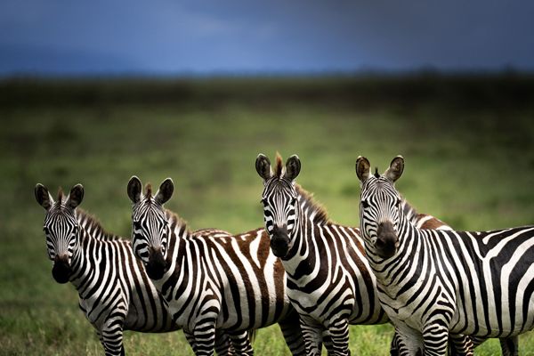 Zebra, Tanzania