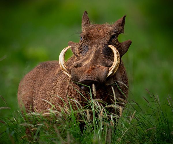 Warthog, Tanzania