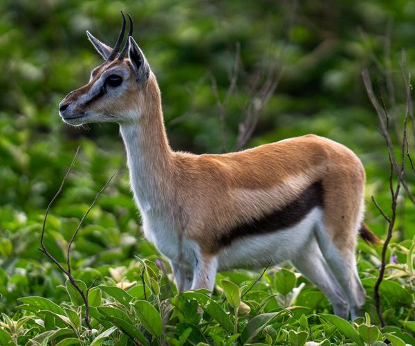 Thomson's Gazelle on the Serengeti, Tanzania