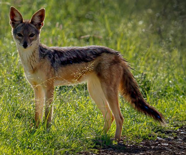 Black-backed jackal, Tanzania