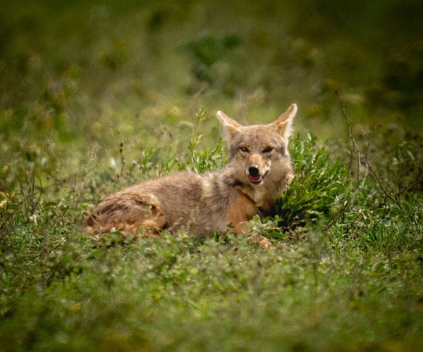 Golden jackal, Tanzania