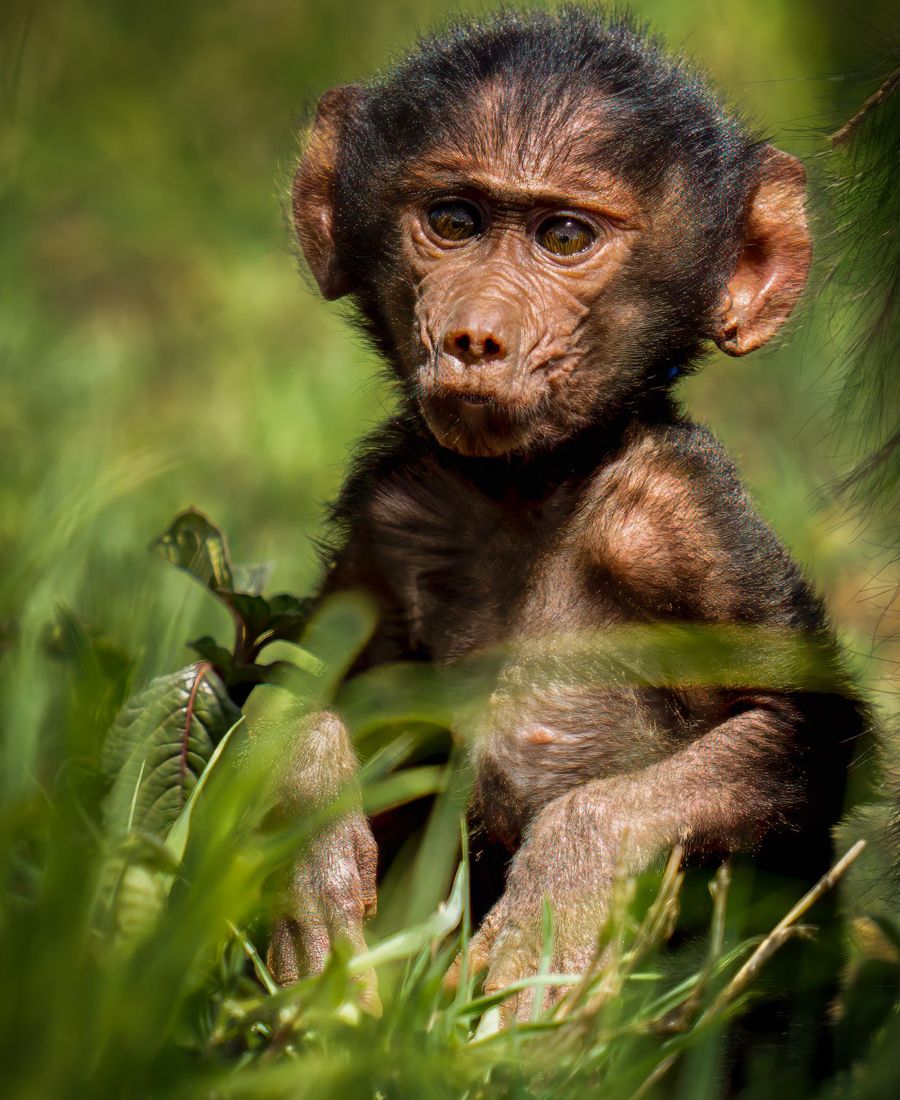 Baby baboon, Tanzania