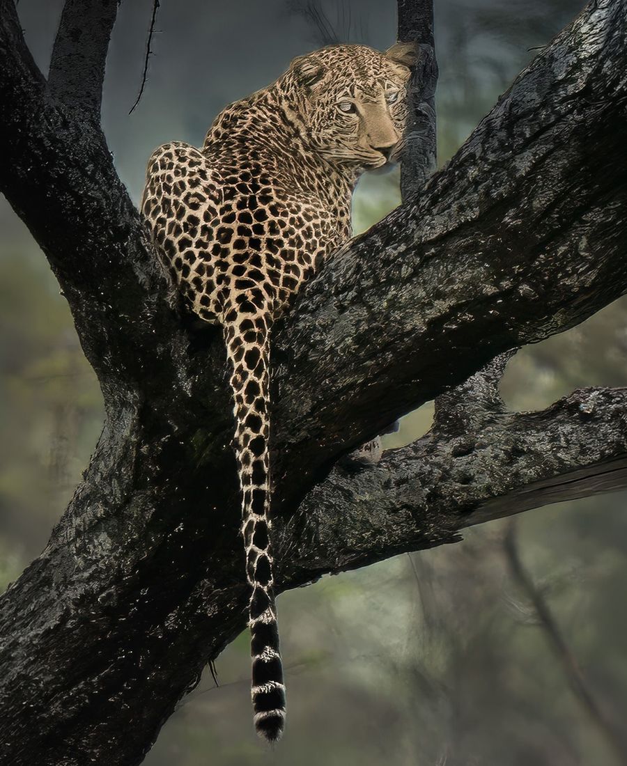 Leopard, Serengeti, Tanzania