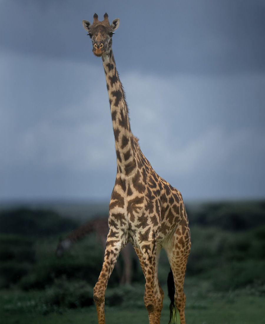 Giraffe on the Serengeti plains, Tanzania