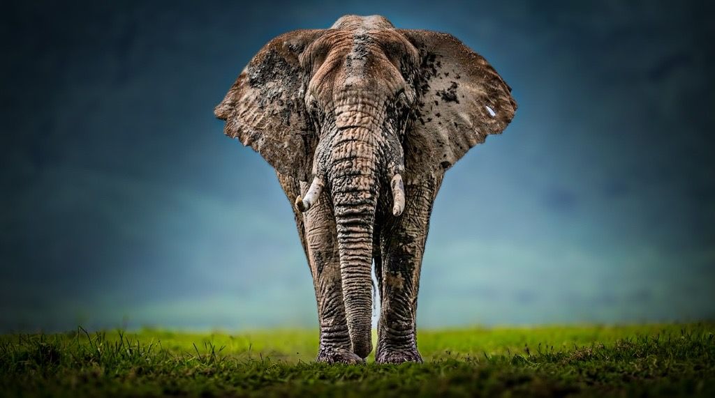 Elephant, Amboseli National Park