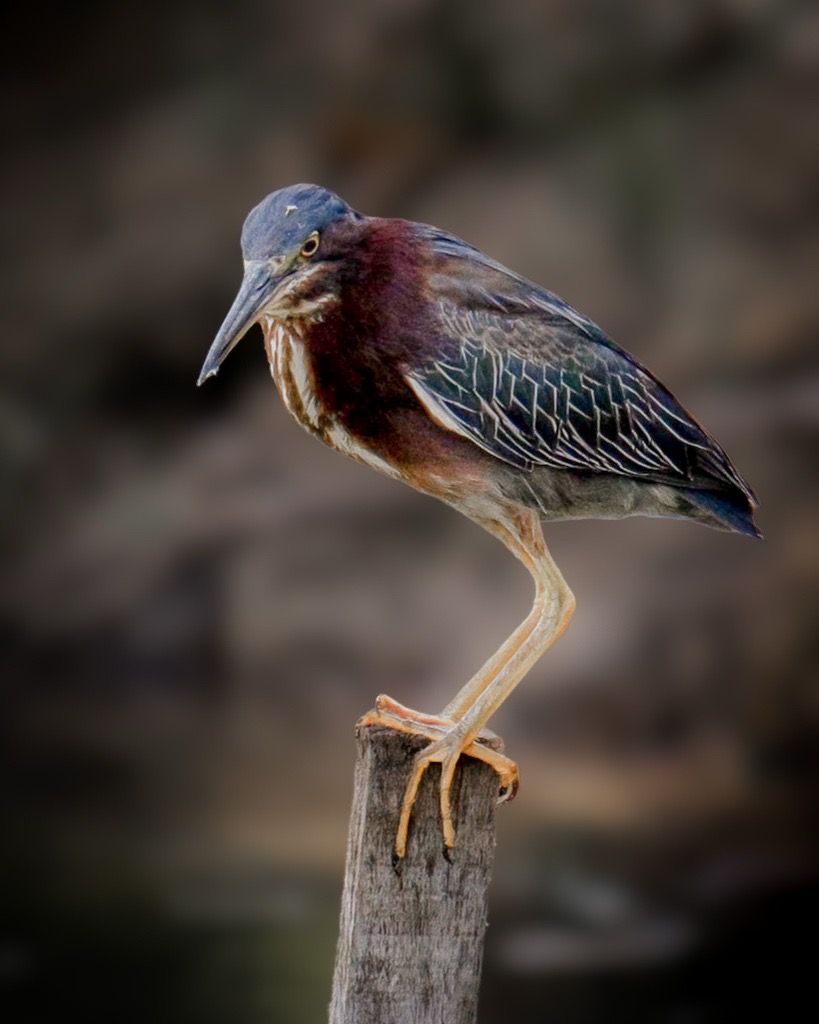 Green Heron, Mexico