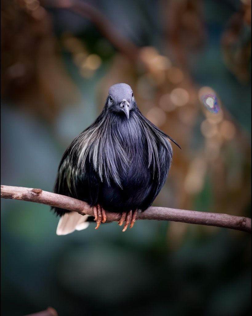 Nicobar Pigeon, Fort Kochi, India
