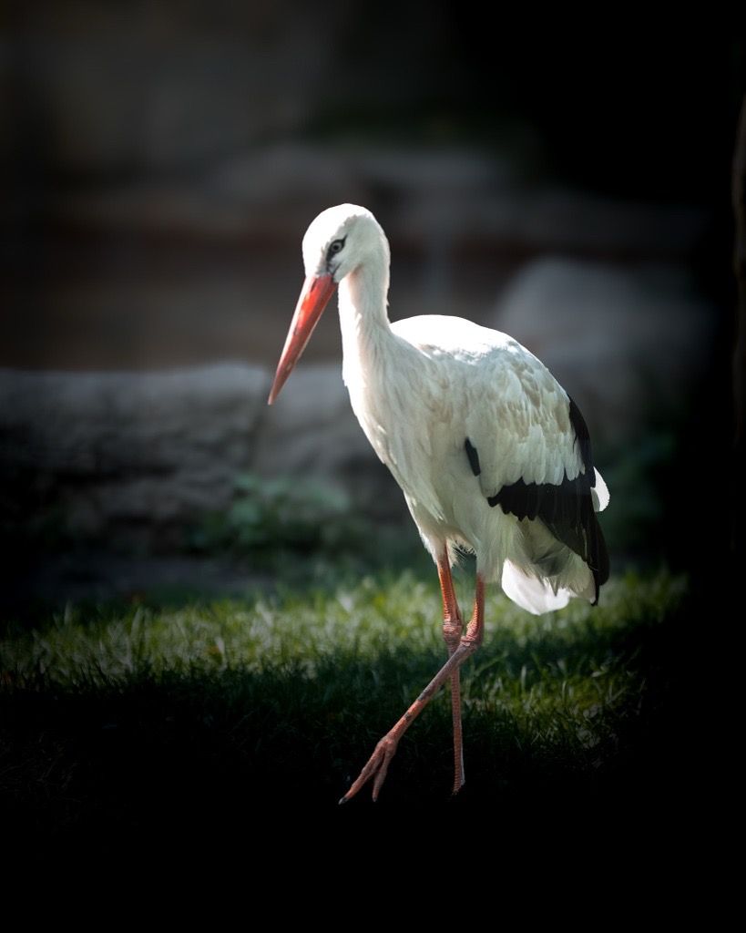 White Stork, Tadoba, India